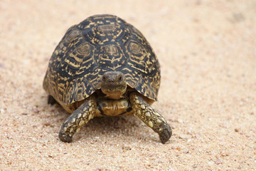 Leopardenschildkröte / Leopard Tortoise / Geochelone pardalis