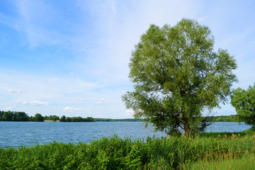 The tree is large near the lake in nature. Summer.