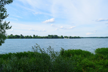 View through green plants on the lake. Summer landscape.