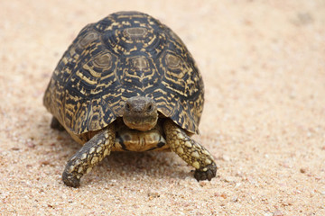 Leopardenschildkröte / Leopard Tortoise / Geochelone pardalis