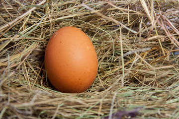 One brown chicken egg on the background of dry grass. 