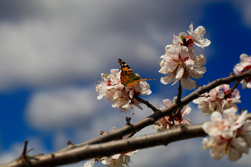 Butterfly in nature. Insect on white flower plant. Blooming cherry tree in the garden. Cherry flowers close up. Natural blurred background.
