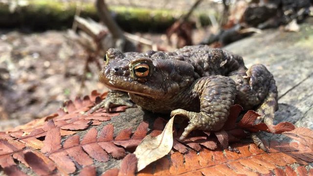 big scarry toad sit on wild forest with fern autumn leaves