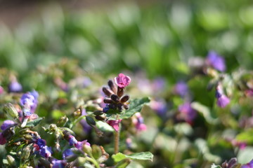 Geflecktes Lungenkraut (Pulmonaria officinalis)
