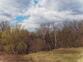 Clouds float above the forest. in the spring