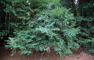 Redwood forest seqouia plant background