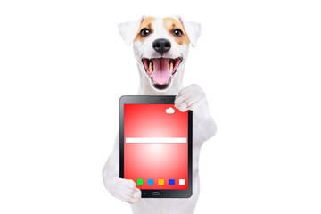 Cheerful dog Jack Russell Terrier with tablet isolated on white background