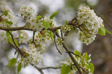 Fototapeta premium Ornamental fruit tree blossoming with delicate white flowers.