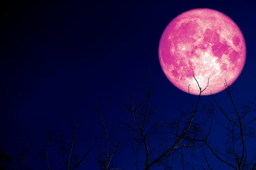 super pink egg moon back on silhouette plant and trees on night sky