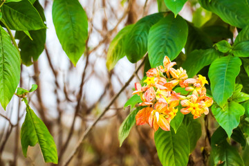 The calyx expanded into five lobe of orange pink yellow