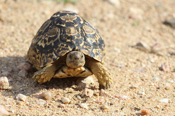 Leopardenschildkröte / Leopard Tortoise / Geochelone pardalis