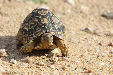 Leopardenschildkröte / Leopard Tortoise / Geochelone pardalis