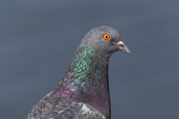 close up of rock dove's head
