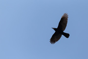 rook flying in a blue sky