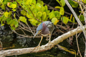 Anhinga Trail in Everglades National Park in Florida, United States