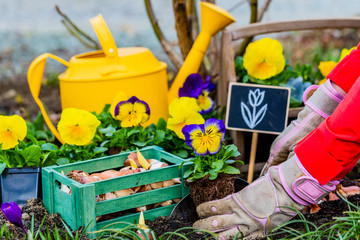 Seedlings of spring flowers and bulbs ready for planting.