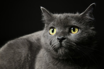 Cute funny cat on dark background