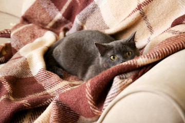 Cute funny cat on soft couch at home