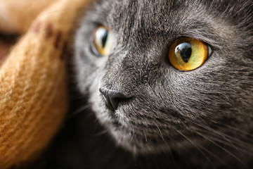 Cute funny cat, closeup