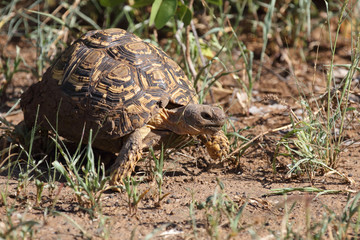 Leopardenschildkröte / Leopard tortoise / Geochelone pardalis