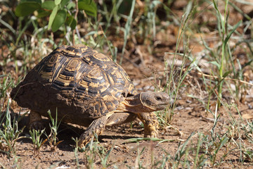 Leopardenschildkröte / Leopard tortoise / Geochelone pardalis