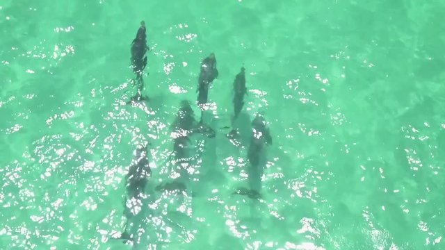 Dolphins playing in the wayer