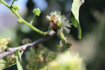 abeja2