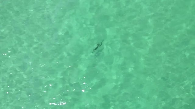 Dolphins playing in the wayer