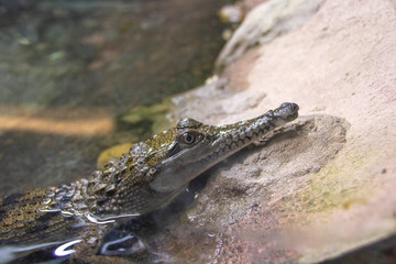 Baby Crocodile