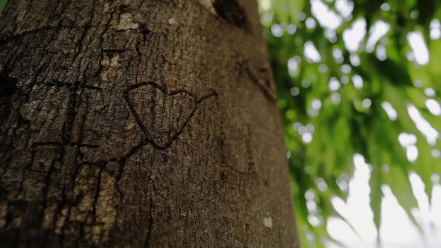 closeup of a scratched heart on a tree