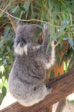 Koala Eating