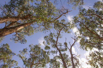 Tree Perspective