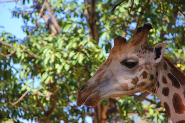 giraffe in zoo