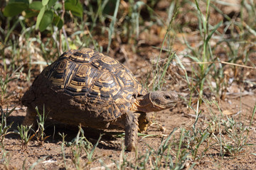 Leopardenschildkröte / Leopard tortoise / Geochelone pardalis
