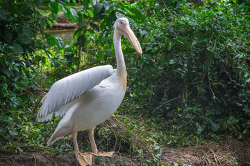 White pelicans in Singapore zoo