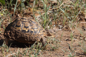 Leopardenschildkröte / Leopard tortoise / Geochelone pardalis