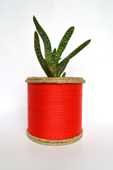 Cactus and Succulents in handmade pots