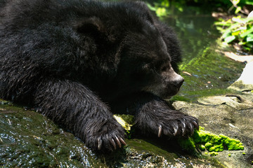Buffalo bear sunbathing in the summer