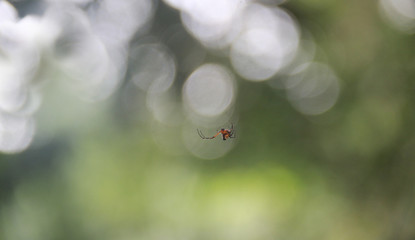 Spider on web