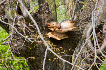 large mushroom polyporus squamosus grows on a lime tree