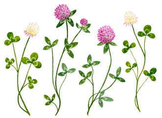Fototapety  Set of watercolor red and white clover flowers with leaves. Botanical healing herbs illustration isolated on white background