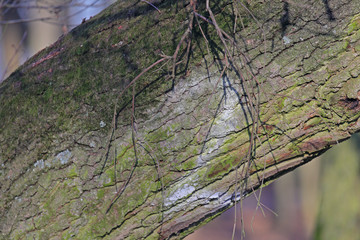 Baum-Markierung