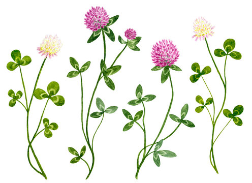Set of watercolor red and white clover flowers with leaves. Botanical healing herbs illustration isolated on white background