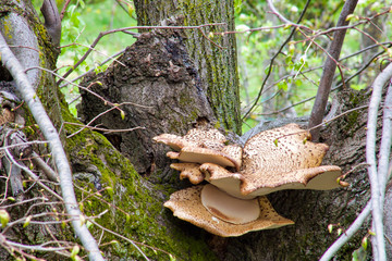 large mushroom polyporus  grows on a lime tree