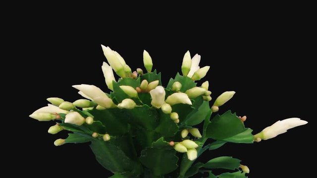 Time-lapse of growing and blooming white Christmas cactus (Schlumbergera) 3c1 in PNG+ format with ALPHA transparency channel isolated on black background
