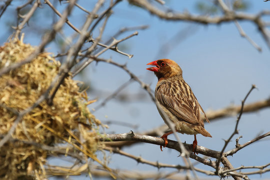 Blutschnabelweber / Red-billed quelea or Red-billed weaver / Quelea quelea