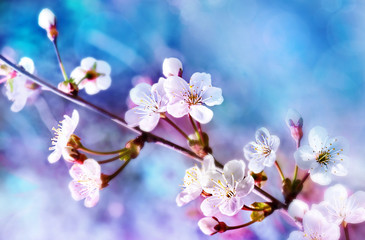 Beautiful branch of flowering apple tree in spring on light blue and pink background macro.