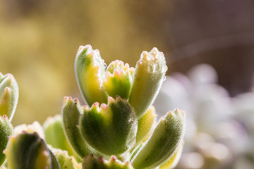 Succulents, bear boy,Cotyledon tomentosa