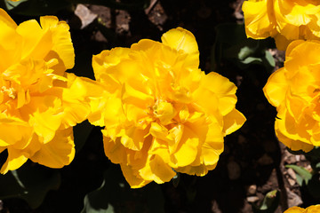 Beautiful bouquet of tulips nature background.