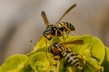 Wespen auf Wolfmilch